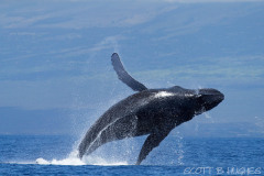 Humpback Whale Breach