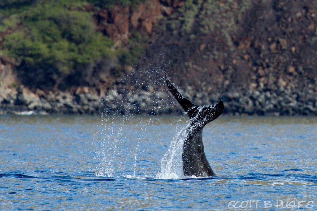 Whale Tale off Maui